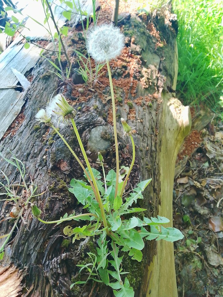 Emerging from decay: A dandelion growing through a fallen tree, reminding us that transformation often begins where everything seems lost.