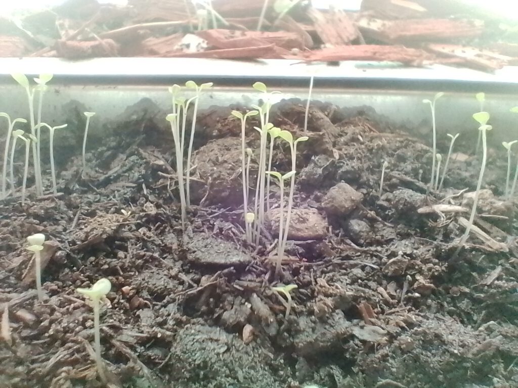 The image shows a close-up view of newly sprouted wild rocket (arugula) seedlings emerging from dark, moist soil. Each seedling has a slender, pale stem and two small, rounded green cotyledons—the first leaves after germination. The seedlings appear densely packed, some standing upright, others leaning slightly. The lighting is soft, emphasizing the freshness and fragility of this early growth phase.